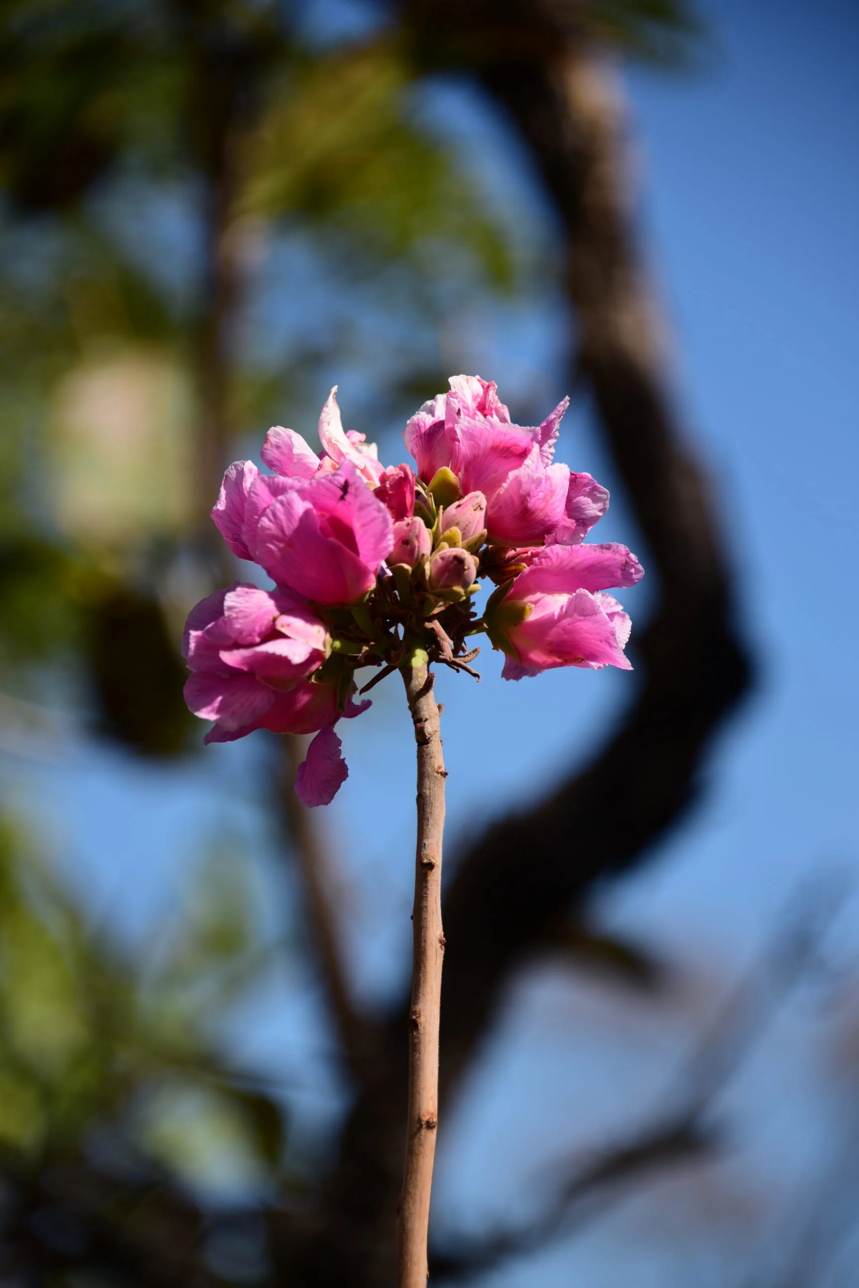 Flores do Cerrado 3 Flores Cerrado 15 Scaled