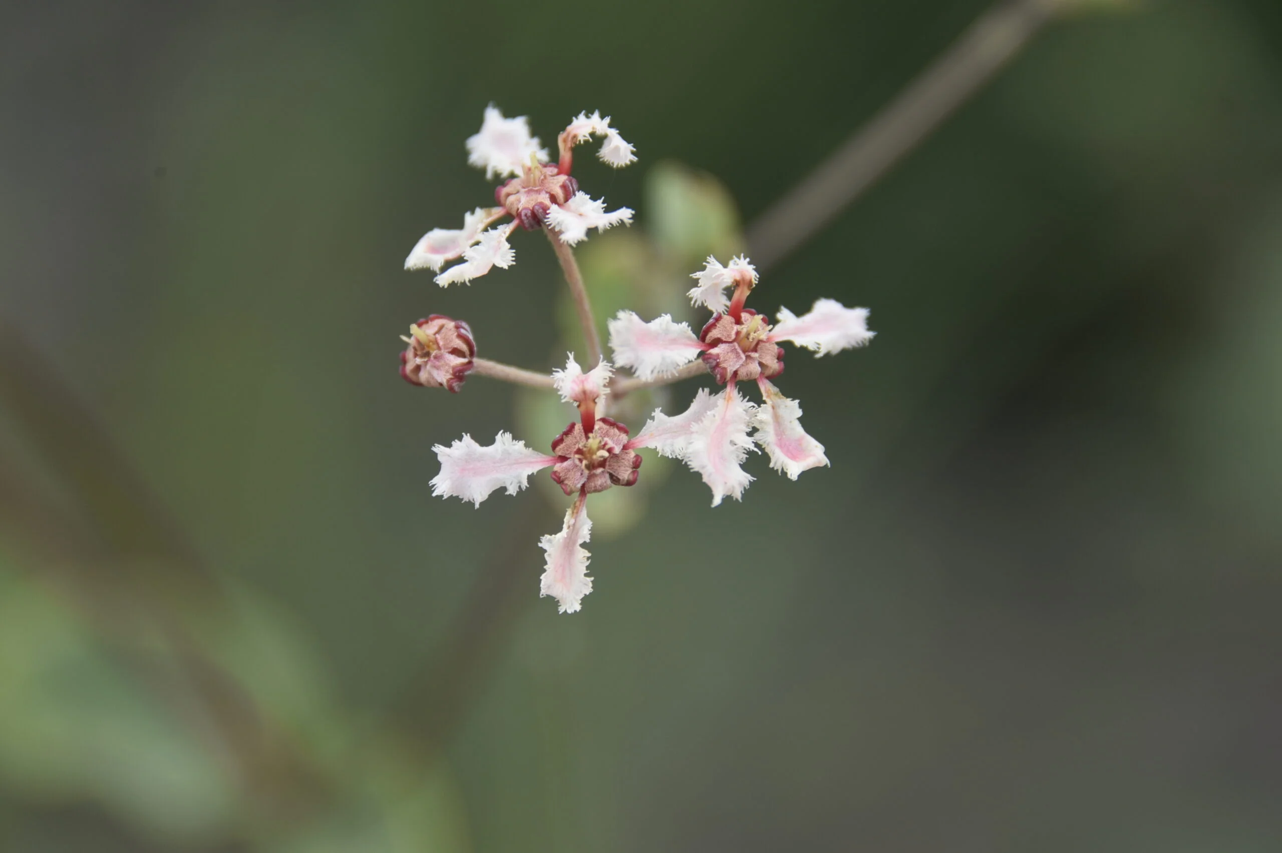 Flores do Cerrado 11 Flores Cerrado 4 Scaled