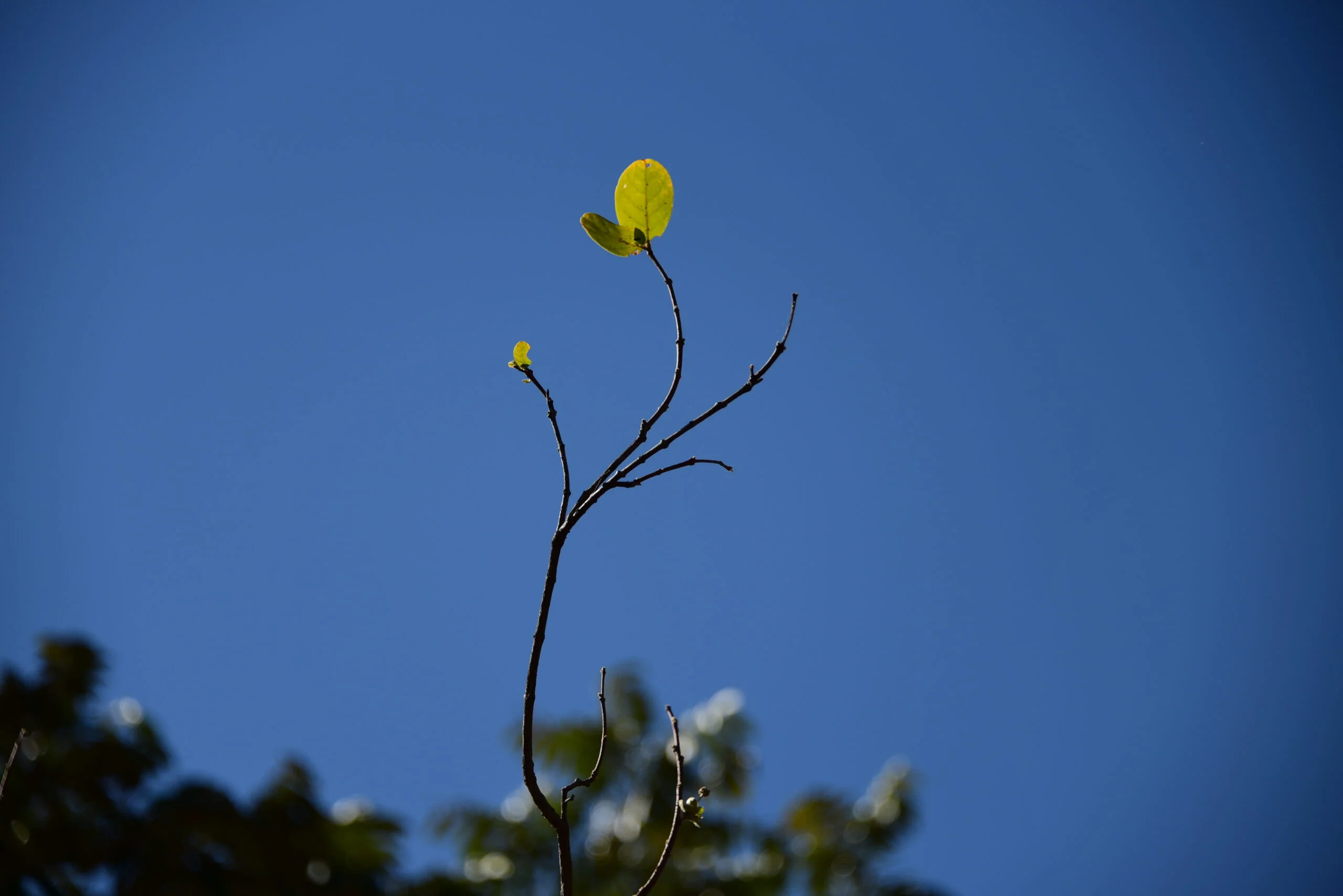 Flores do Cerrado 1 Folhas Cerrado 3 Scaled
